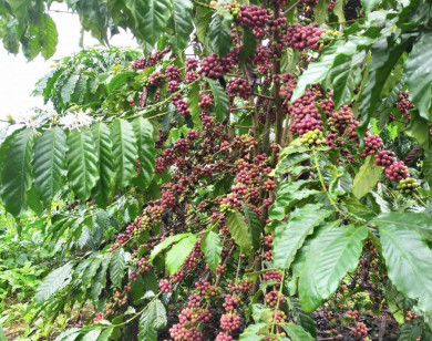 Giá nông sản ngày 8/5/2023: Cà phê trụ vững ở mức cao, tiêu đạt 74.000 đồng/kg