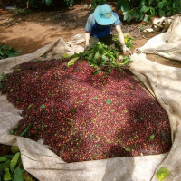 Giá nông sản ngày 9/5/2023: Cà phê ổn định, hồ tiêu tăng 1.000 đồng/kg