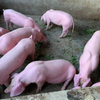 Giá heo hơi hôm nay 9/5/2023: Nhiều địa phương đồng loạt tăng 