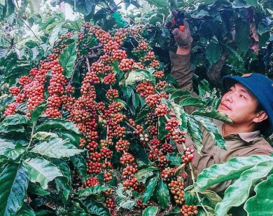 Giá nông sản ngày 13/5/2023: Cà phê tăng trở lại, tiêu tiếp tục giảm 1.000 đồng/kg