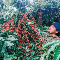 Giá nông sản ngày 13/5/2023: Cà phê tăng trở lại, tiêu tiếp tục giảm 1.000 đồng/kg