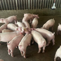 Giá heo hơi hôm nay 13/5/2023: Cả 3 miền tiếp tục tăng 1.000 - 2.000 đồng/kg