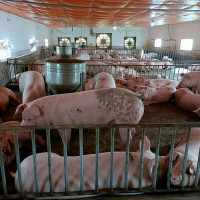 Giá heo hơi hôm nay 14/5/2023: Tăng 1.000 - 3.000 đồng/kg