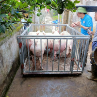 Giá heo hơi hôm nay 16/5/2023: Cả 3 miền đồng loạt tăng