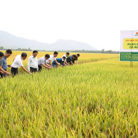 Niềm tin mới cho cây lúa An Giang