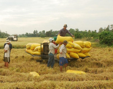 Giá gạo xuất khẩu của Việt Nam cao nhất 2 năm qua