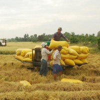 Giá gạo xuất khẩu của Việt Nam cao nhất 2 năm qua