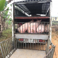Giá heo hơi hôm nay 18/5/2023: Tiếp tục tăng lên 57.000 đồng/kg