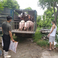 Giá heo hơi hôm nay 23/5/2023: Tiếp tục tăng mạnh đến 6.000 đồng/kg