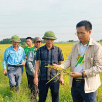 Sử dụng phân bón NPK Phú Mỹ cho cánh đồng lớn đạt năng suất cao