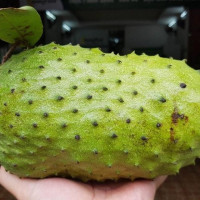 Giá mãng cầu xiêm tăng mạnh do hot trend trà mãng cầu