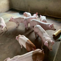 Giá heo hơi hôm nay 26/5/2023: Tiếp đà tăng, cao nhất đạt 61.000 đồng/kg