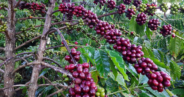Giá nông sản ngày 28/5/2023: Cà phê tăng mạnh, hồ tiêu giảm đến 2.000 đồng/kg