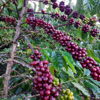 Giá nông sản ngày 28/5/2023: Cà phê tăng mạnh, hồ tiêu giảm đến 2.000 đồng/kg