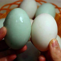 Mua trứng vịt nên chọn quả vỏ màu trắng hay xanh là bổ nhất