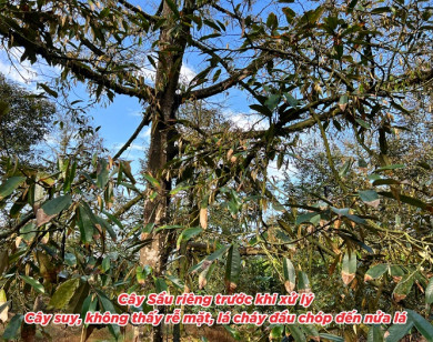 Giải pháp phục hồi cây sầu riêng trên vùng đất bị nhiễm mặn