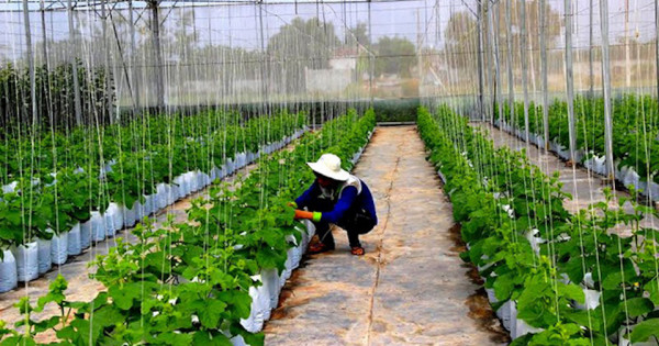 Ứng dụng công nghệ cao là “chìa khoá” phát triển nông nghiệp bền vững của Tây Ninh