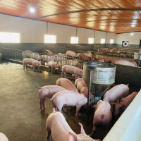 Giá heo hơi hôm nay 2/6/2023: Cả 3 miền tiếp tục giảm 