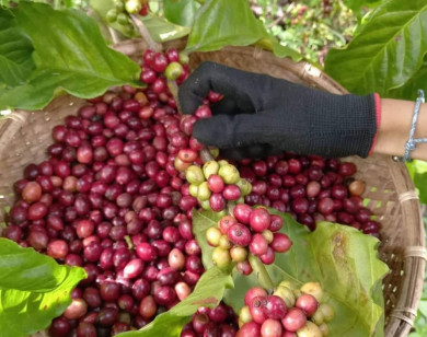 Giá nông sản ngày 3/6/2023: Cà phê và hồ tiêu đồng loạt giảm