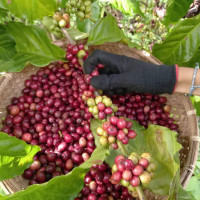 Giá nông sản ngày 3/6/2023: Cà phê và hồ tiêu đồng loạt giảm