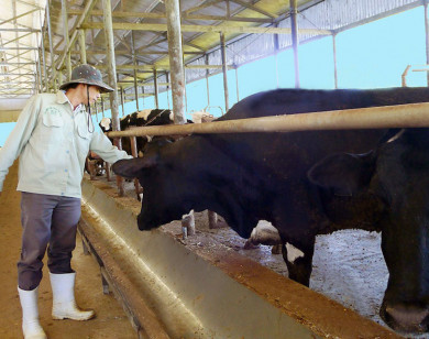 Lâm Đồng: Công ty bò Kobe Việt Nam vi phạm về môi trường, 4 năm qua không chịu khắc phục