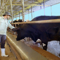 Lâm Đồng: Công ty bò Kobe Việt Nam vi phạm về môi trường, 4 năm qua không chịu khắc phục
