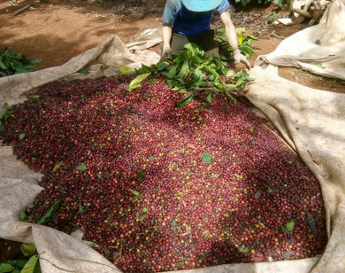 Giá nông sản ngày 6/6/2023: Cà phê tăng, hồ tiêu giảm 1.000 đồng/kg