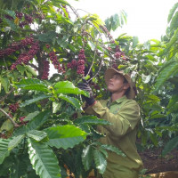 Giá nông sản ngày 10/6/2023: Cà phê và hồ tiêu đồng loạt giảm