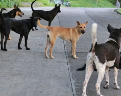 Hà Nội: Yêu cầu thành lập và duy trì hiệu quả các đội bắt chó thả rông trong các khu đô thị