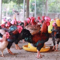 Hà Nội: Đưa chăn nuôi trở thành ngành kinh tế kỹ thuật hiện đại