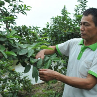 Phát huy tiềm năng của nông nghiệp đô thị