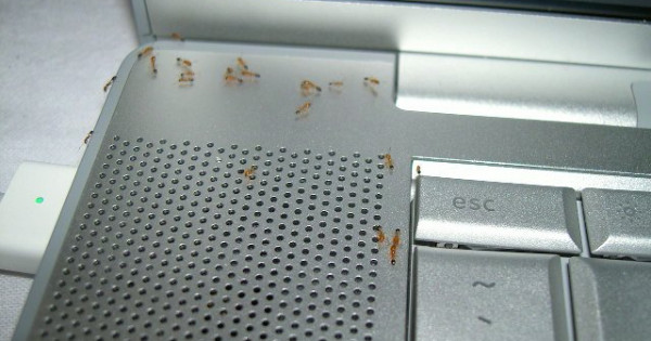 Mẹo xử lý kiến chui vào laptop đơn giản, hiệu quả