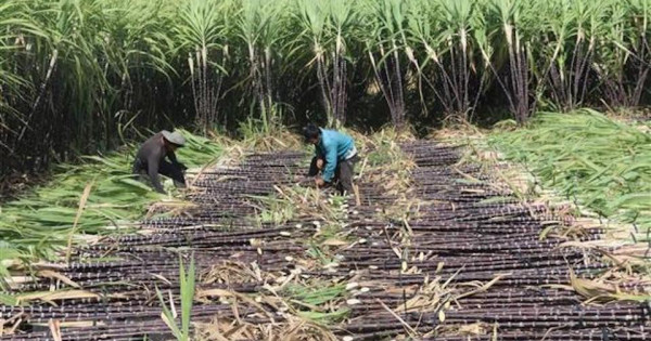 Áp thuế chống bán phá giá với đường mía Thái Lan từ ngày 18/8