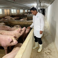 Hà Nội: Chăn nuôi lợn theo hướng tuần hoàn, sinh thái là hướng đi bền vững, hiệu quả