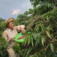 Giá nông sản ngày 13/8/2023: Cà phê tăng, hồ tiêu giảm mạnh