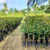 Quy định xử phạt vi phạm hành chính trong lĩnh vực trồng trọt
