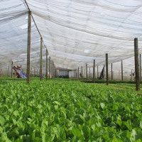 Giúp nhà nông vơi nỗi lo được mùa, mất giá