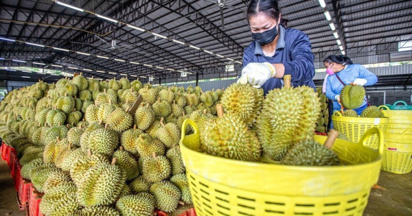 Bộ trưởng Lê Minh Hoan: Xuất khẩu sầu riêng đi đôi với trách nhiệm giữ gìn hình ảnh quốc gia