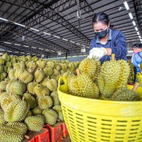 Bộ trưởng Lê Minh Hoan: Xuất khẩu sầu riêng đi đôi với trách nhiệm giữ gìn hình ảnh quốc gia