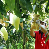 Nông sản xuất khẩu liên tục bị tuýt còi trả về, đâu là giải pháp?