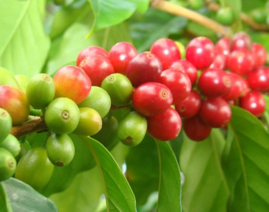 Giá nông sản hôm nay 18/9/2023: Giá cà phê trong nước tiếp tục tăng