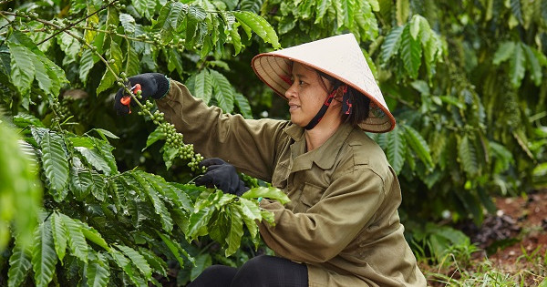 Báo cáo ngành cà phê Coffee Barometer 2023: Nestlé đứng đầu về phát triển bền vững