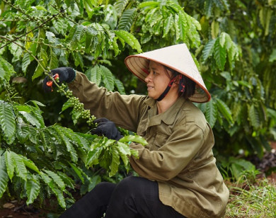 Báo cáo ngành cà phê Coffee Barometer 2023: Nestlé đứng đầu về phát triển bền vững