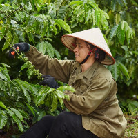 Báo cáo ngành cà phê Coffee Barometer 2023: Nestlé đứng đầu về phát triển bền vững