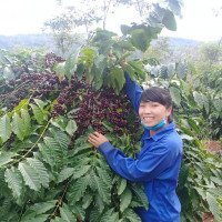 Giá nông sản ngày 24/9/2023: Cà phê giảm, hồ tiêu tăng 500 đồng/kg