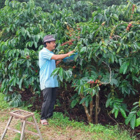 Giá nông sản ngày 28/9/2023: Cà phê giảm, hồ tiêu đạt 72.000 đồng/kg