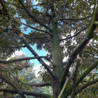 Giải pháp ức chế và xử lý nấm Phytophthora sp. gây bệnh trên cây trồng