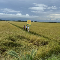 Giải pháp sạ cụm kết hợp bón vùi phân đem lại hiệu quả cao trong canh tác lúa