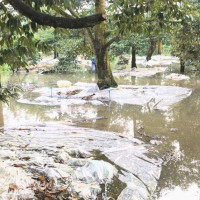 Biện pháp khắc phục và phục hồi vườn cây ăn trái bị ngập úng sau mưa lũ