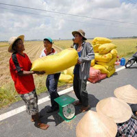 Xuất khẩu gạo tiếp tục khởi sắc trong những tháng cuối năm?